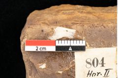 Foto (Detailsansicht) von Quercus palaeoilex Ettingshausen (NHMW-GEO-2024-0188-0804)
